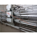 Galvanized Automatic Pullet Cage Certificate of ISO9001